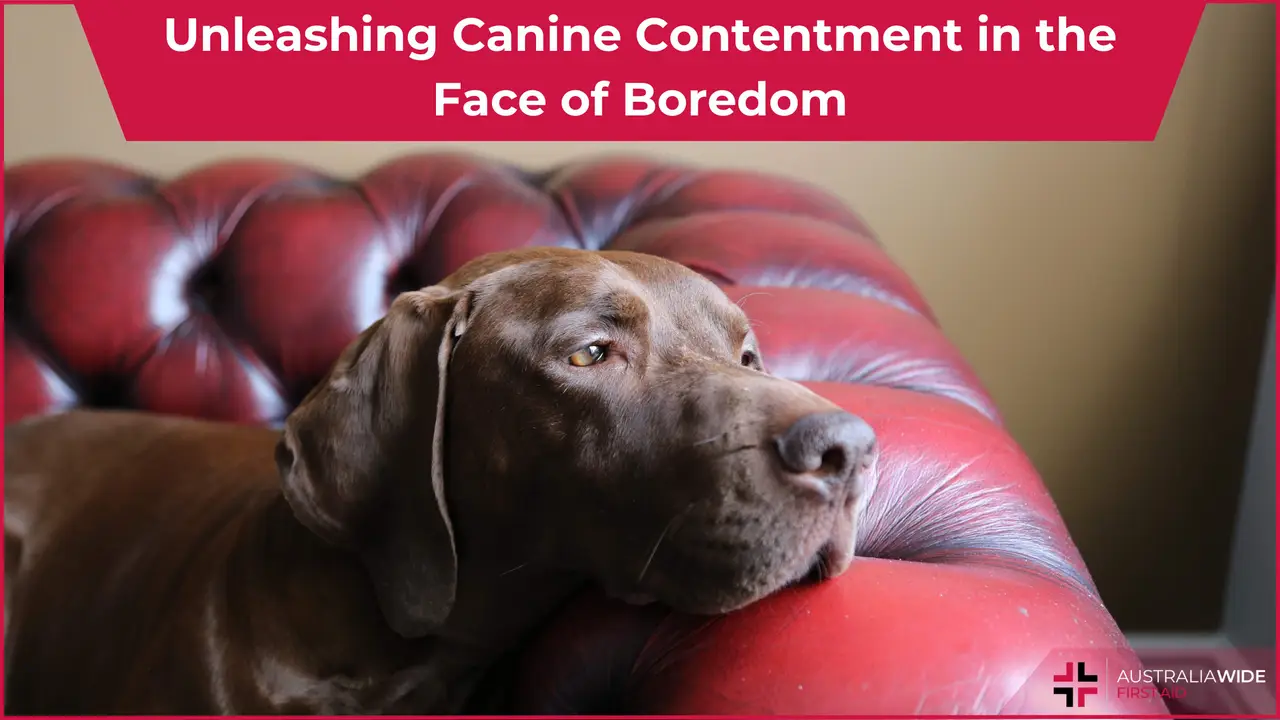 Dog boredom article header